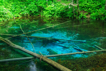 阿寒摩周国立公園　神の子池
