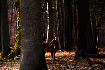 Dammwild steht in Wald und schaut zurück auf die offene Wiese, bevor es im schutz des Waldes...