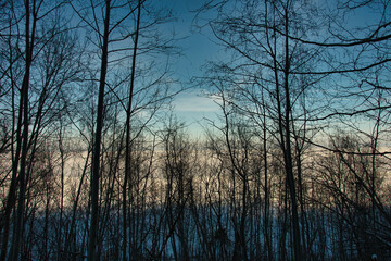In the landscape, silhouettes of trees from the coastal strip of the frozen Baltic Sea against the background of a blue sky create a unique natural pattern from the branches.