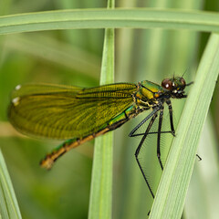 Macro photography