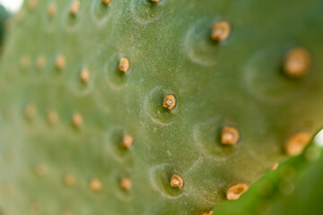 Beautiful texture of big green leaf exotic cactus