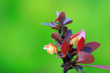 Obraz premium Beautiful flowers of Berberis amurensis, North China