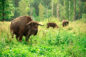 Foto op Plexiglas European bison in the Russian National Park. Bison on summer © tovovan