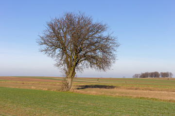 A tree growing in a field in an autumn season