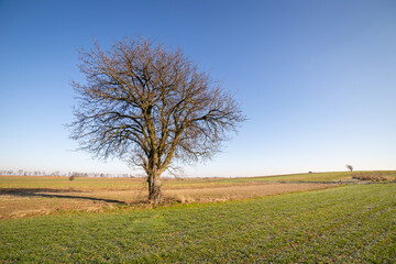 Fototapeta premium A tree growing in a field in an autumn season