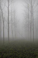 Fototapeta na wymiar agricultural fields surrounded by dense fog in rural India in winters