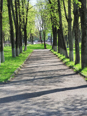 Alley in the city park. Spring. The road between trees.
