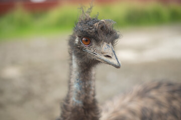 African ostrich in the Russian Ostrich farm on summer
