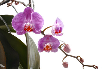 orchid isolated on white background