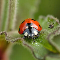 macro