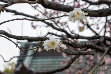 西新井大師の桜