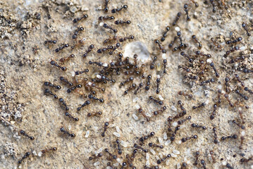 アリの集団（ムネボソアリ）