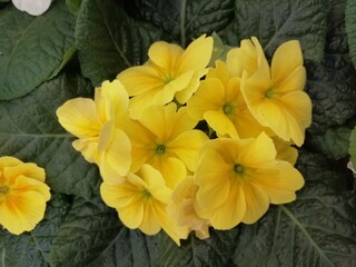 bright blooming yellow primrose on a background of green leaves. close up. floral background