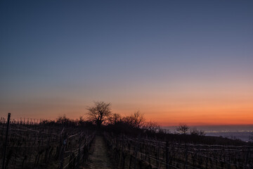Fototapeta na wymiar sunrise over the vineyard