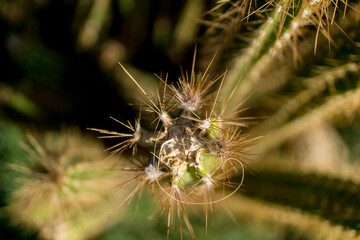 Beautiful texture of big green leaf exotic cactus