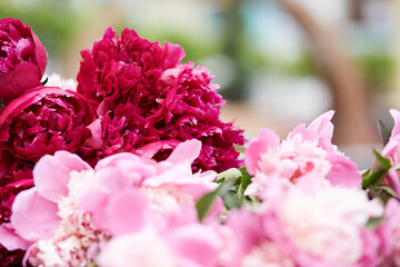 Peonies bouquet background. Spring, summer bright concept