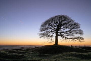 Fototapeta na wymiar Lone tree on Grindon Moor, Staffordshire, White Peak, Peak District.