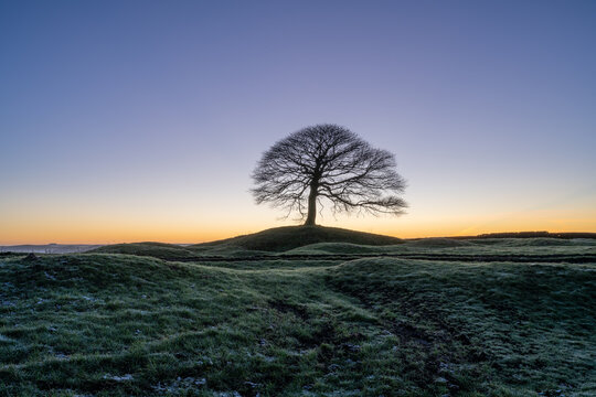 Lone tree on Grindon Moor, Staffordshire, White Peak, Peak District.