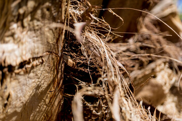 Beautiful texture of the big coconut palm trunk