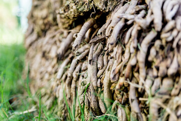 Beautiful texture of the big coconut palm roots