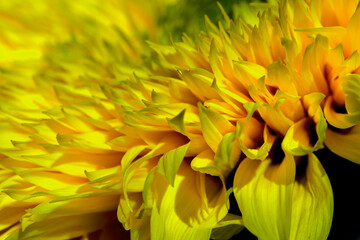 closeup of sunflower