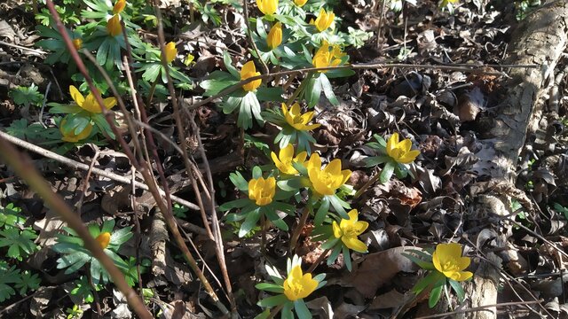 Winter Aconite In The Spring