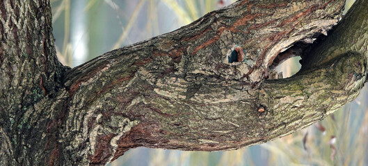 Obraz premium Crocodile head tree