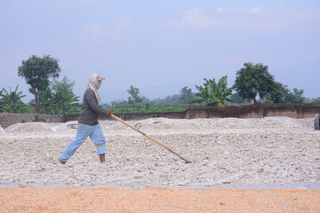 Fototapeta na wymiar Farmers used rakes to drag the dried corn and mushroom seeds