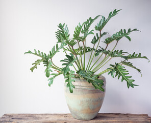 Philodendron xanadu botanical tropical house plant in beautiful green ceramic pot on grunge wood...