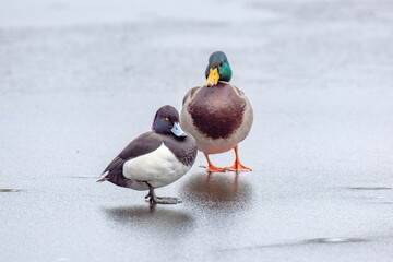 Compact diving duck (Aythya fuligula) on the ice of a frozen lake