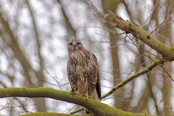 The piercing gaze of the feathered hawk predator