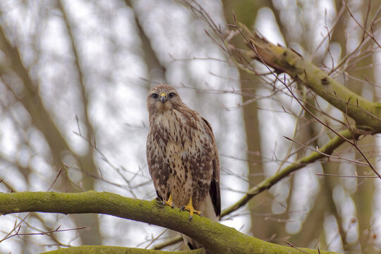 The piercing gaze of the feathered hawk predator