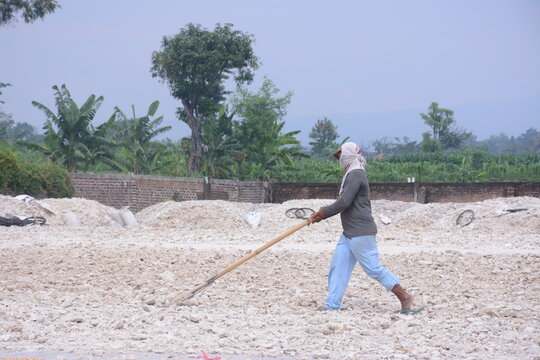 Farmers used rakes to drag the dried corn and mushroom seeds