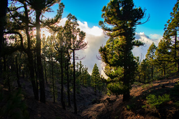 Bosque de pinos canarios