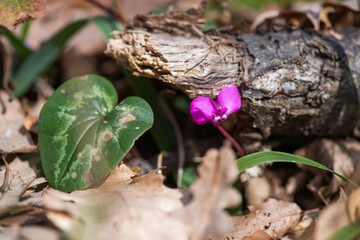 Clouse-up of spring blooms of pink cyclamens  in the forest. Primroses. . Cyclamen hederifolium ( ivy-leaved cyclamen or sowbread )