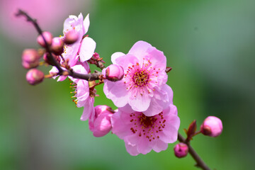 Obraz premium Prunus en Flor