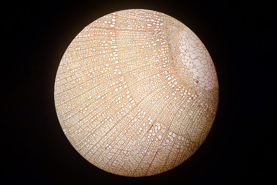 Real photo of plant cells. The histology of Tilia stem cell picture under light microscope. Science concept.