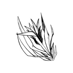 Hand-drawn decorative flower. Image for various designs, tattoos, textiles. Abstract botany.