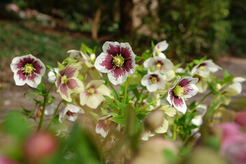 Purple and white speckled Hellebores, 'Helleborus hybridus' or lenten rose, in flower