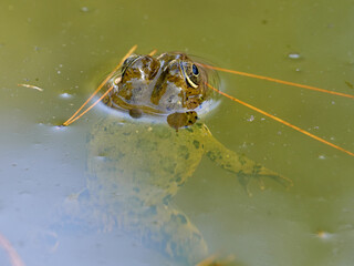 Frogs in a pond, near the town of Xativa, Spain.