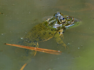 Frogs in a pond, near the town of Xativa, Spain.