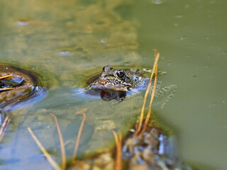 Frogs in a pond, near the town of Xativa, Spain.
