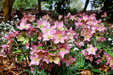 Pink Hellebores, 'Helleborus hybridus' or lenten rose, in flower