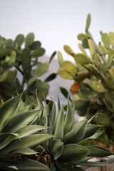 Obraz premium ITALY SICILY TAORMINA