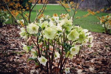 White Hellebores, 'Ice N Roses White' or lenten rose, in flower