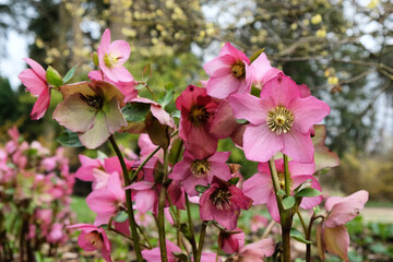 Pink Hellebores, 'Helleborus hybridus' or lenten rose, in flower