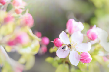 Fototapeta na wymiar bee on pink flower, soft focus background