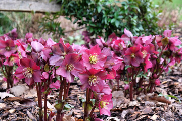 White Hellebores, 'Ice N Roses Red' or lenten rose, in flower