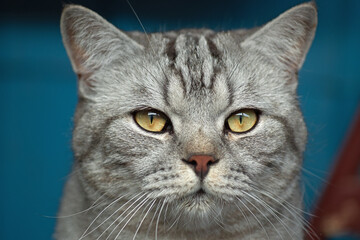 portrait of a gray stray cat, an attentive gaze of yellow eyes, close-up,
