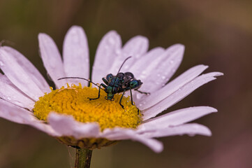 MACRO